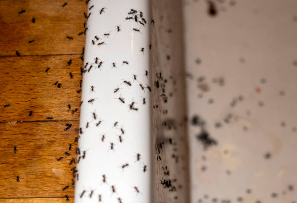 Best Cockroach Control Services  in Young Harris, GA