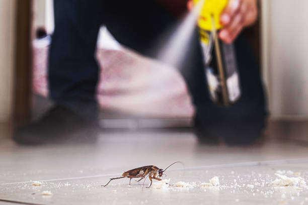 Best Cockroach Control Services  in Young Harris, GA