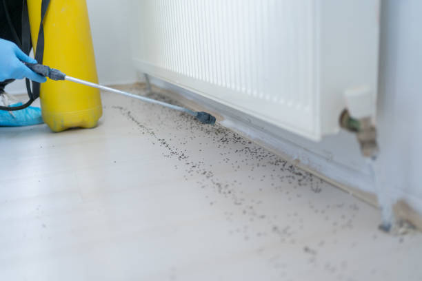 Best Bed Bug Extermination  in Young Harris, GA